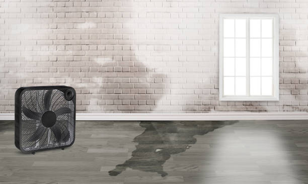 Best Water damage cleanup near me  in Wilkshire Hills, OH